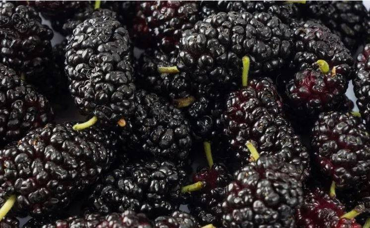 Bir Avuç Dutun 9 Mucizevi Faydası: Şifa deposu sizi çok şaşırtacak - Resim: 34